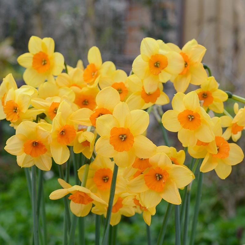 Daffodil Narcissus Kedron