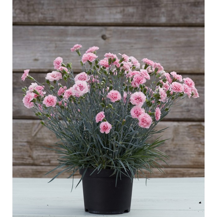 Dianthus Candy Floss
