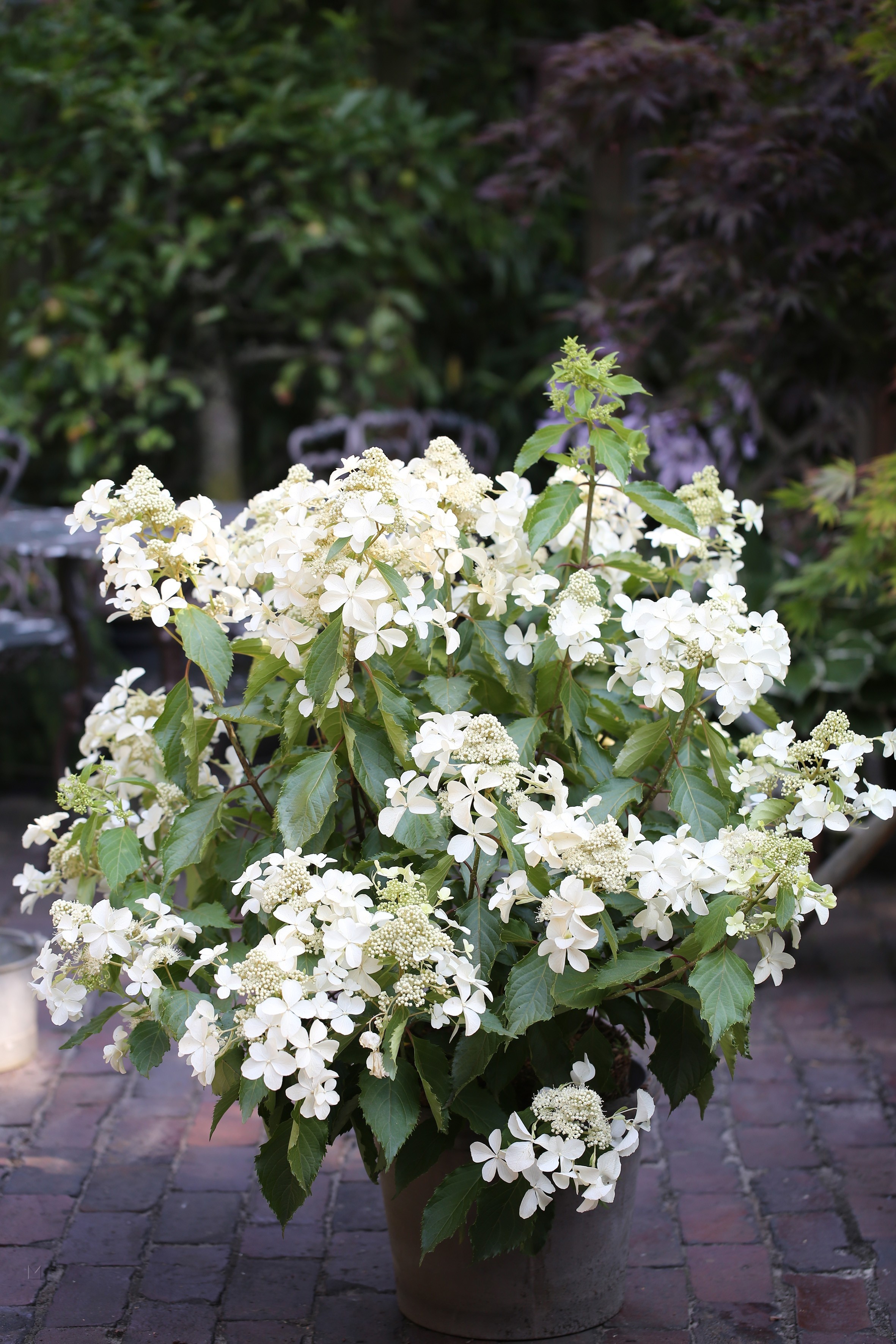 Hydrangea paniculata 'Butterfly'