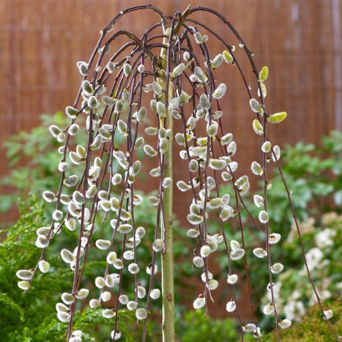Kilmarnock Willow - Patio Standard Salix caprea 3ft Weeping Pussy Willow  Tree
