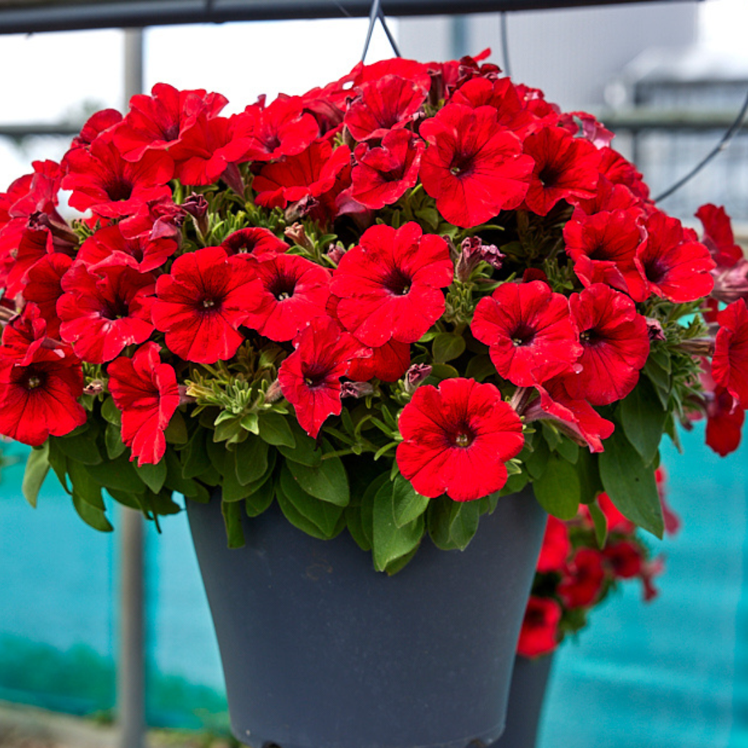 Red Basket & Patio Collection Pack of SIX Potted Plants