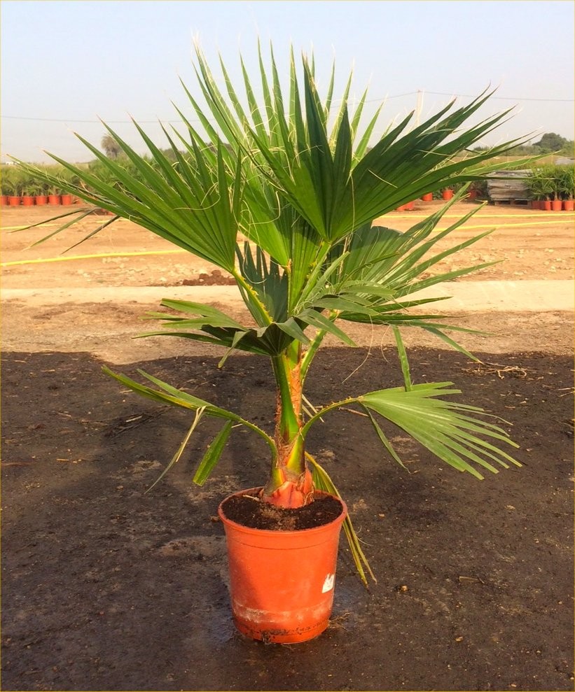 GIant circa 34ft Hardy Mexican Fan Palm Washingtonia Robusta Cotton