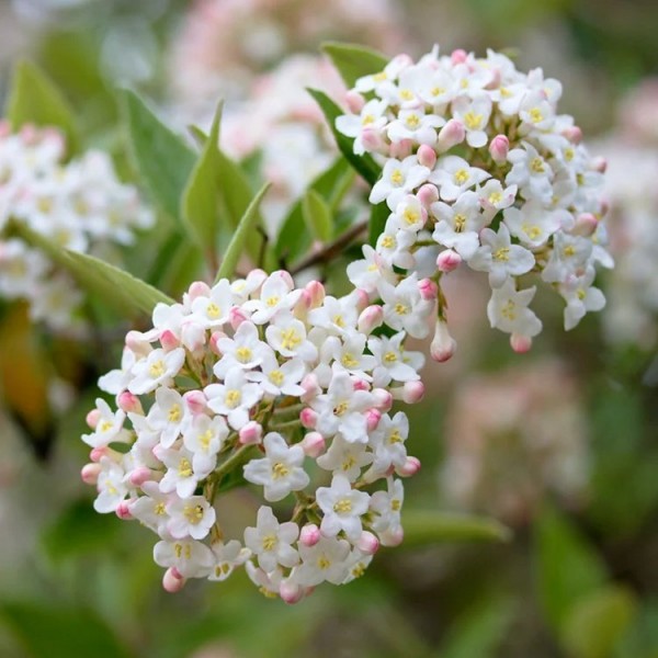 Viburnum shrubs for sale Buy Viburnum plants online UK delivery