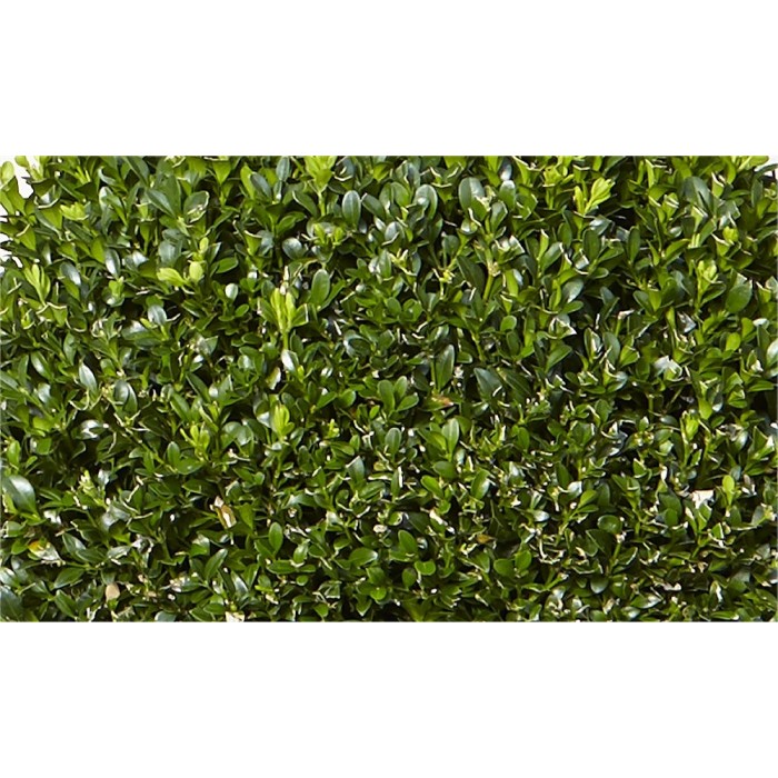 Buxus sempervirens (common box) instant hedging plants - 10 x 50cm long troughs main image 0