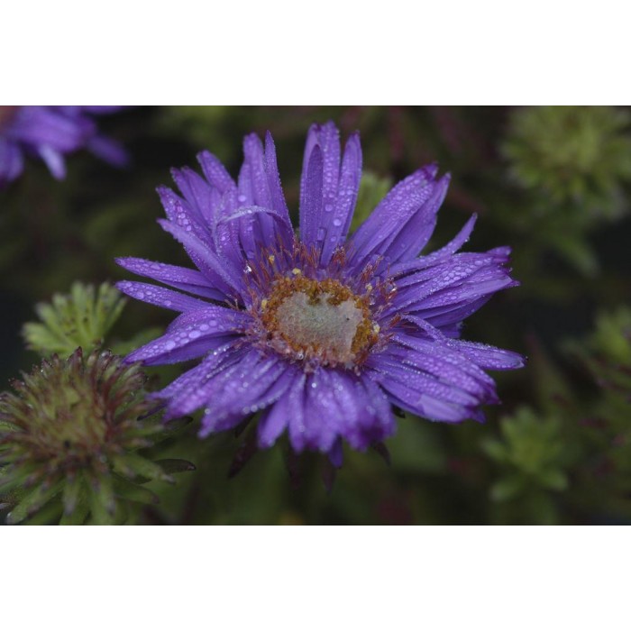 Aster Purple Dome Michaelmas Daisy