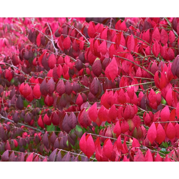 Euonymous alatus TREE Burning Bush Spindle Tree Euonymus Extra