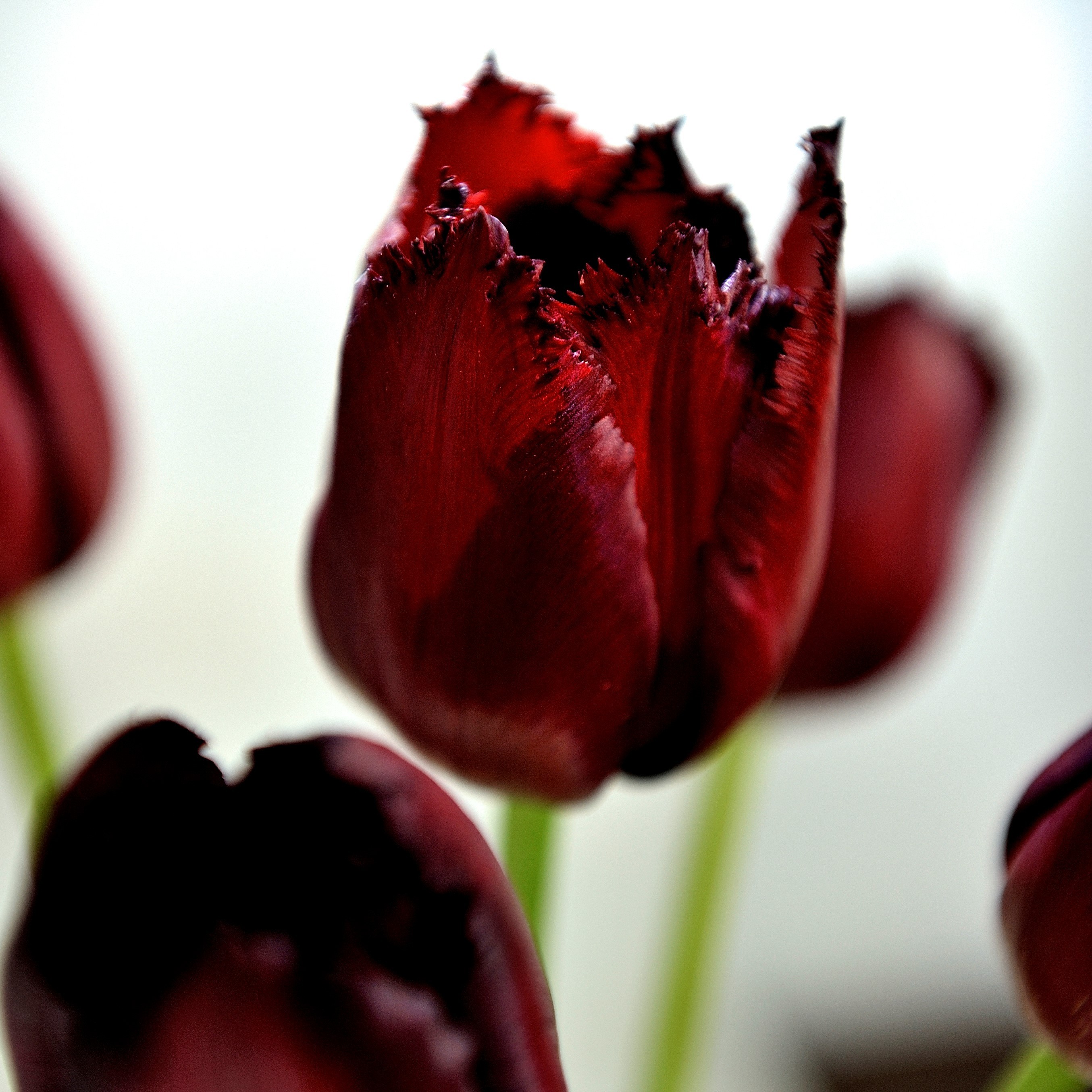 Tulip 'Vincent Van Gogh' Black Fringed Tulips Pack of 6 Bulbs