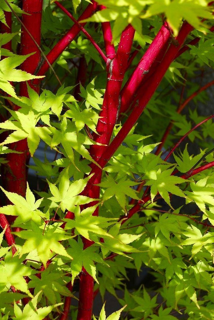 Acer Palmatum Sango Kaku - Érable Du Japon Coral Bark - Arbuste En Pot Jardin