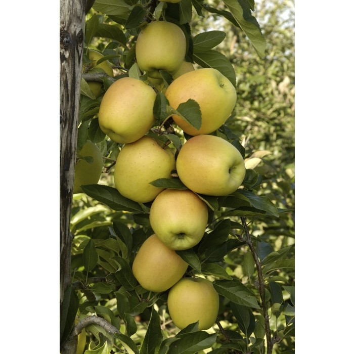 Apple Malus Domestica Golden Delicious Patio Pillar Fruit Tree
