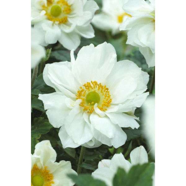 Japanese Anemone plants for sale UK delivery