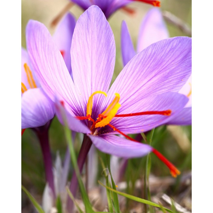 Saffron Crocus Autumn Flowering Crocus sativus Pack of 10 Bulbs