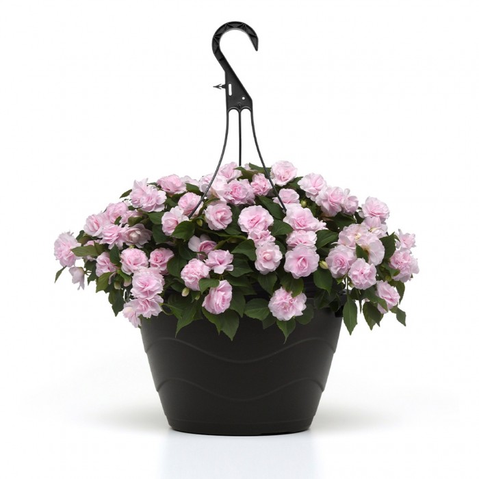 Busy Lizzie 'Glimmer Appleblossom' Double Flowering Impatiens