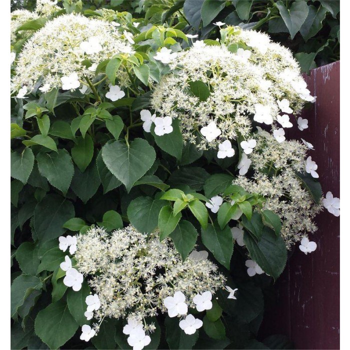 Image of Hydrangea petiolaris flower plant