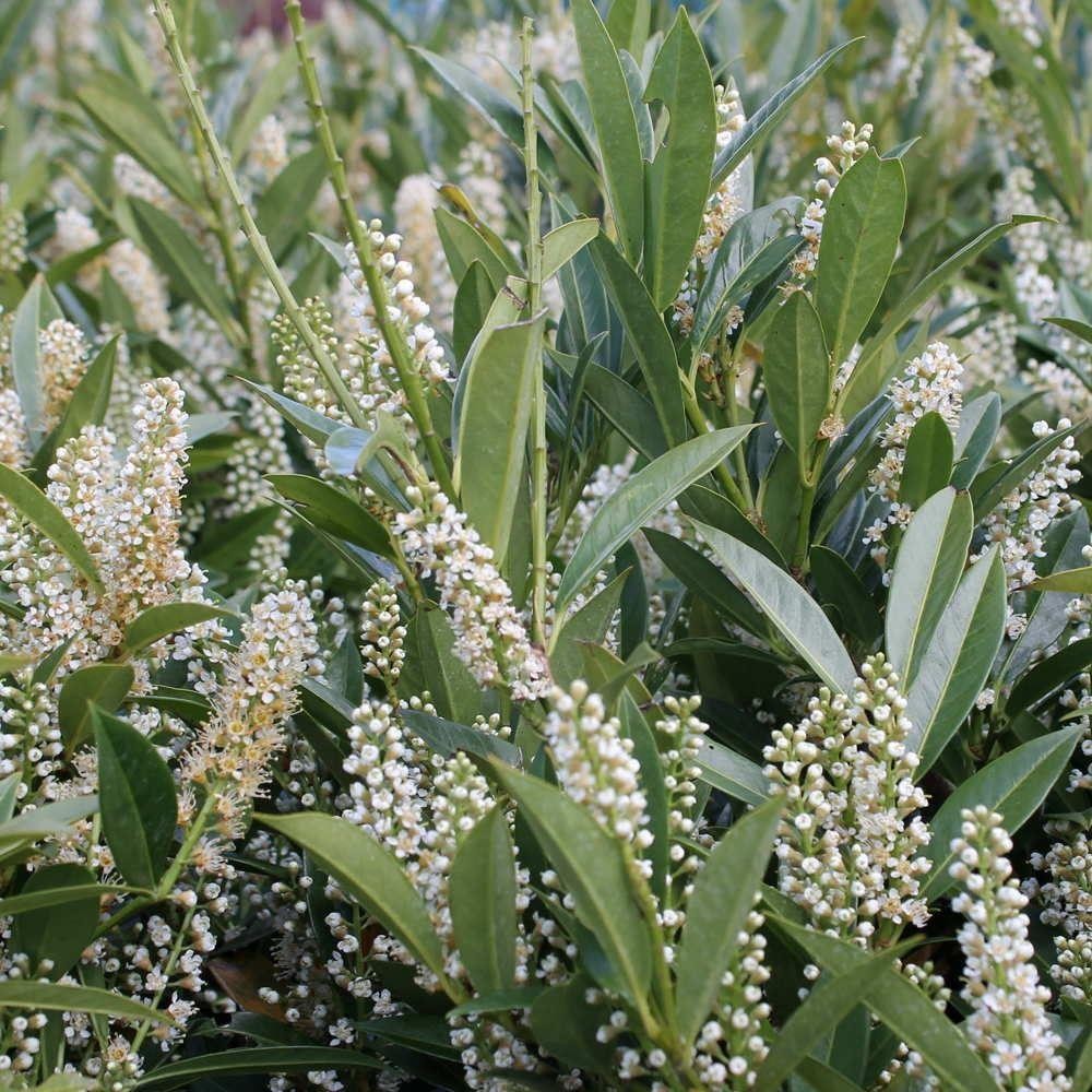 Prunus Otto Luyken