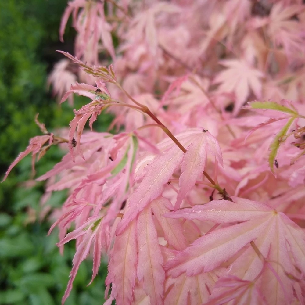 Acer palmatum Taylor Pink Japanese Maple
