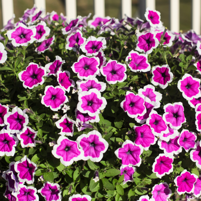Trailing Petunia Cascadias 'RIMarkable' Pack of SIX Potted Plants