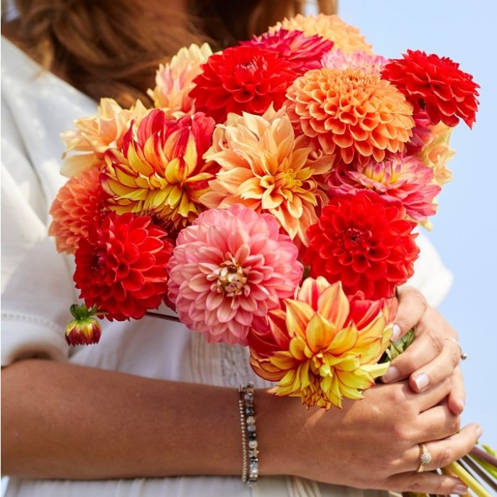 Grow your own Beautiful Dahlia Bouquet Pack of FIVE