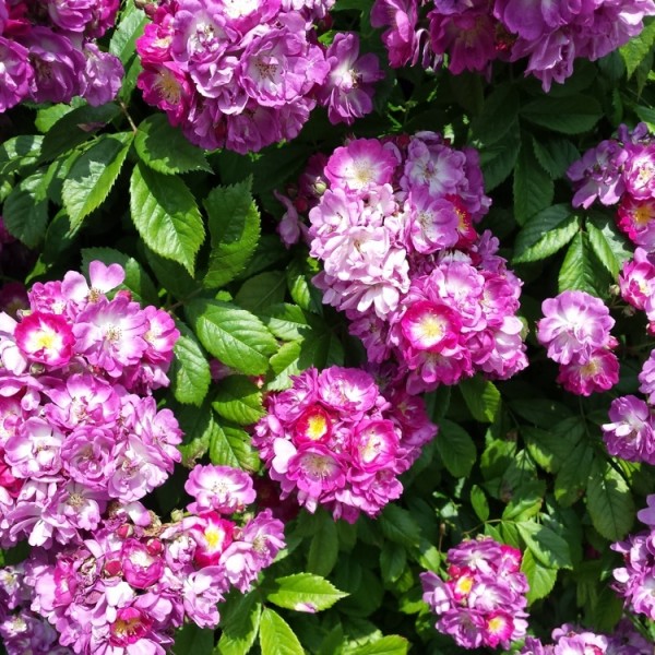 Climbing Roses for Sale UK Gardening Express