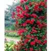 Large 6-7ft Climbing Rose Paul's Scarlet