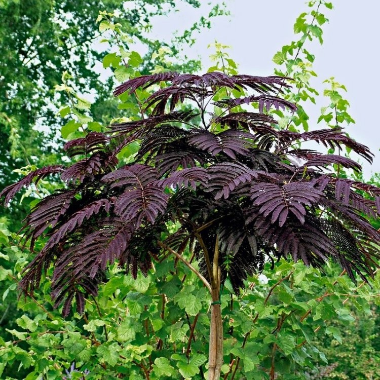 Albizia New Purple