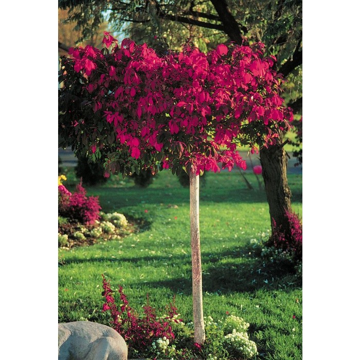 Euonymous alatus TREE Burning Bush Spindle Tree Euonymus Extra
