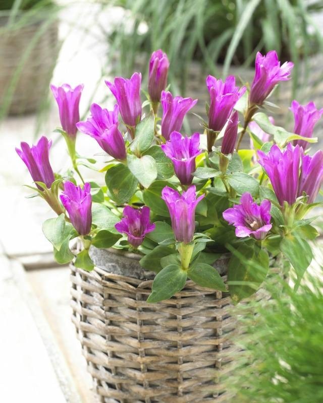 Gentiana scabra Little Pinkie - Pink-Purple Gentian Plant