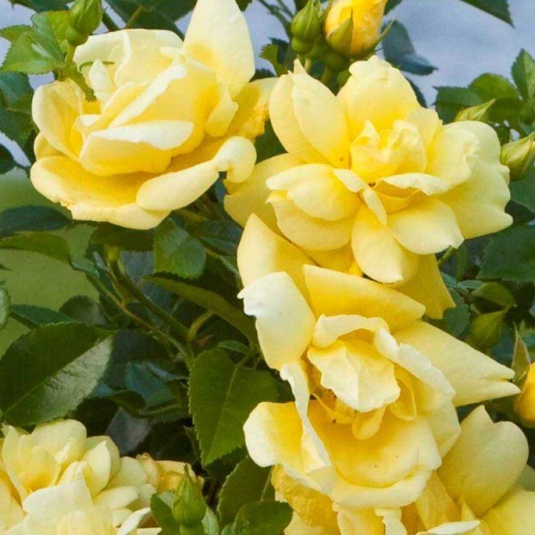 Flower Carpet Roses from Gardening Express Roses Perfect for Ground Cover
