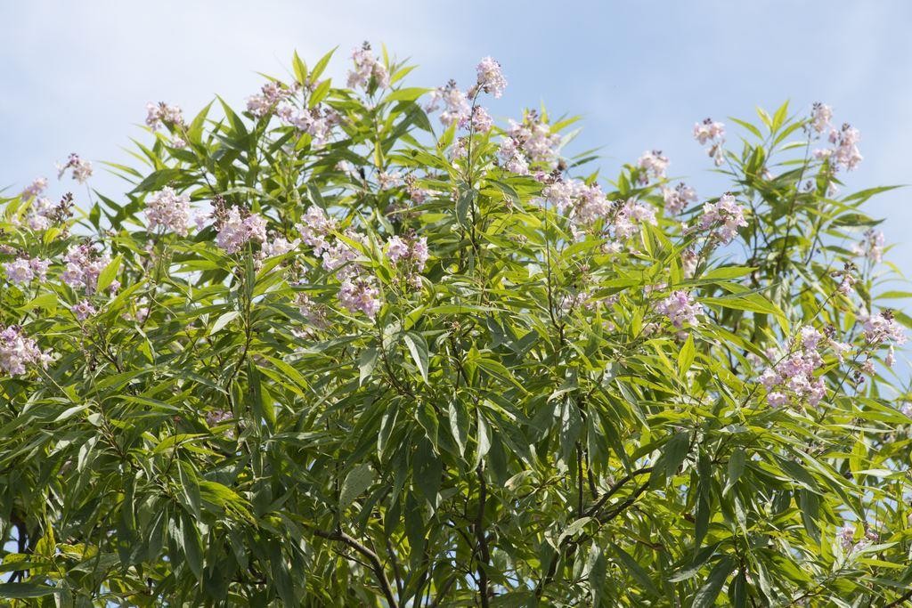 Chitalpa Tashkentensis Summer Bells Desert Willow chitalpa-tashkentensis-summer-bells-desert-willow