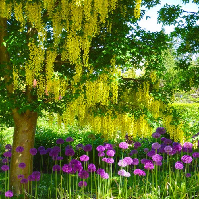 Laburnum x watereri 'Vossii' Voss' laburnum Golden Rain Tree