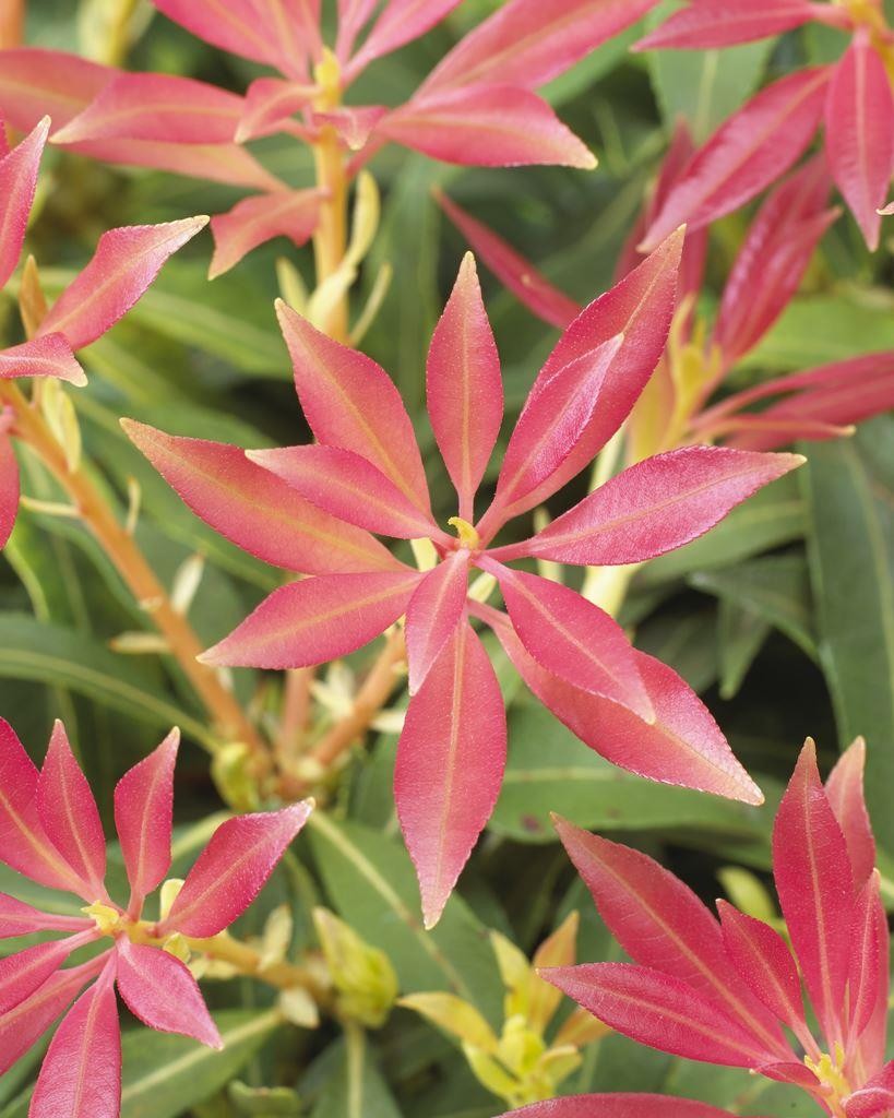 Pieris Forest Flame Lily of the Valley Shrub Pieris Forest Flame Lily of the Valley Shrub