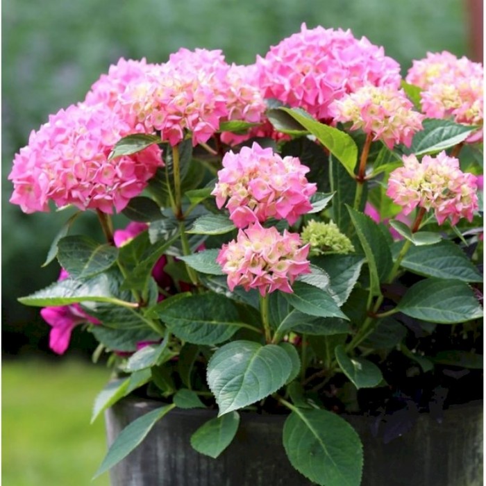 Image of Hydrangea macrophylla bouquet rose 5