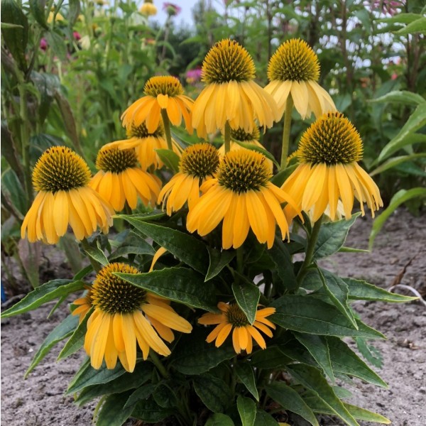 Echinacea plants for sale Buy Echinacea perennials online UK