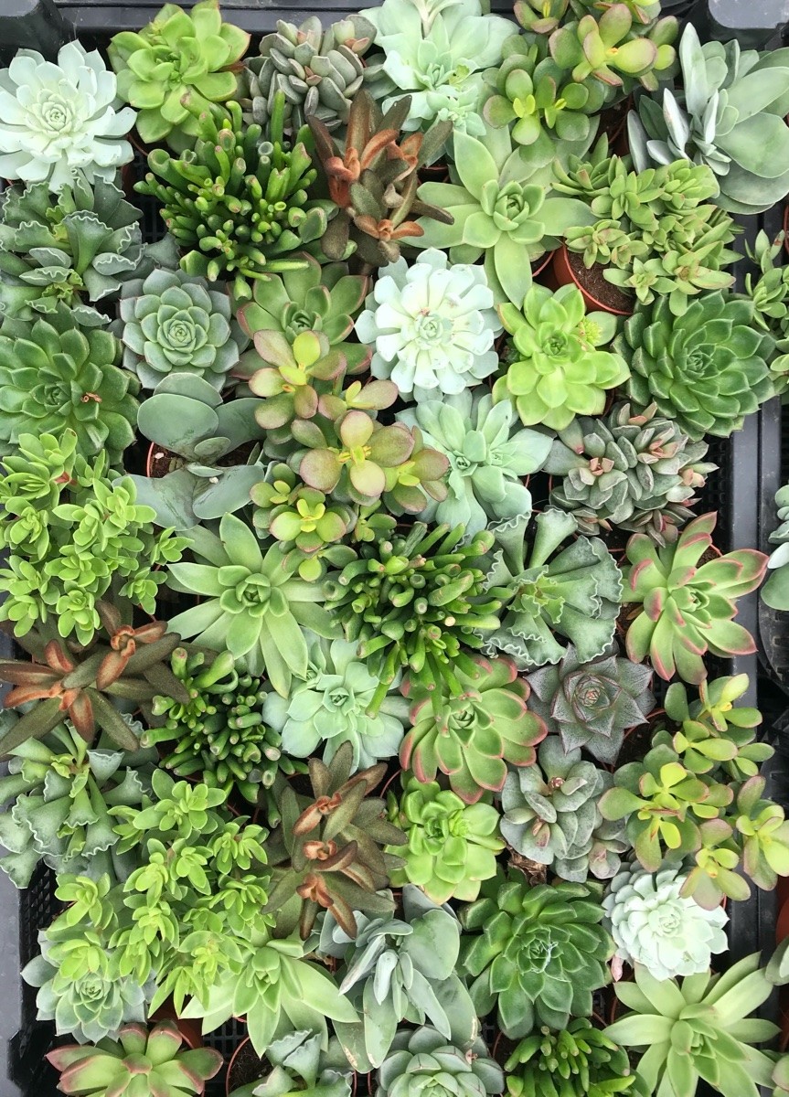 Succulent Plant Collection FOUR Contemporary Trendy Plants