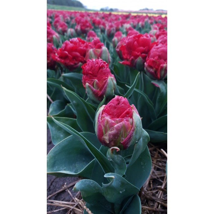 DoubleFlowered Tulip Strawberry Ice Cream