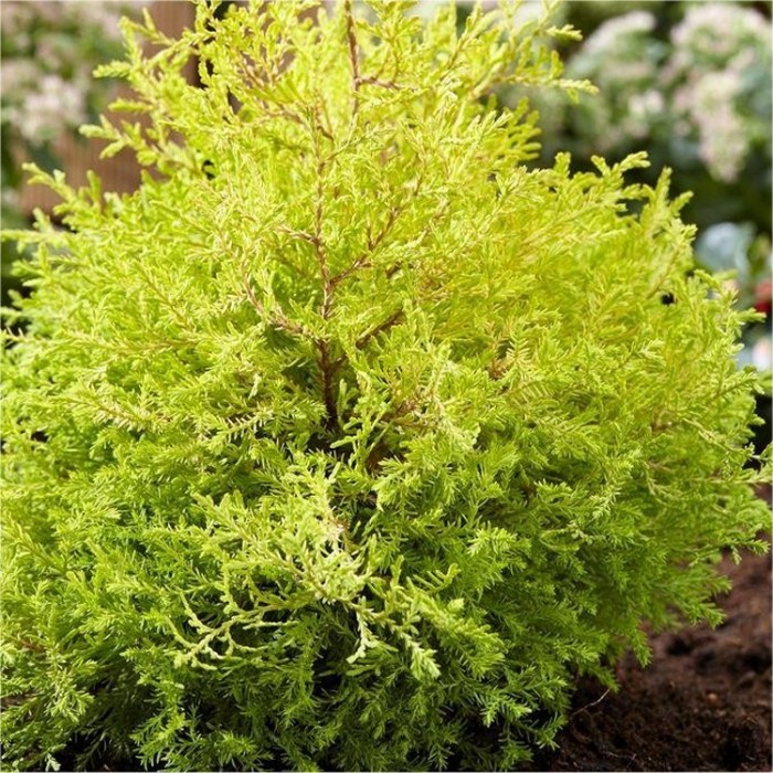 Thuja occidentalis Rheingold