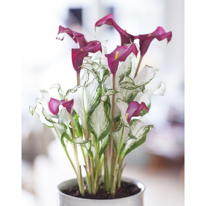 Beautiful New & Exclusive Calla Lily 'Frozen Queen' Zantedeschia