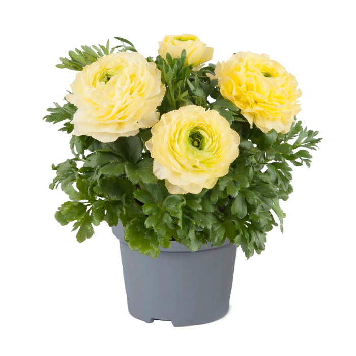 Ranunculus Lemonade in Bud & Bloom