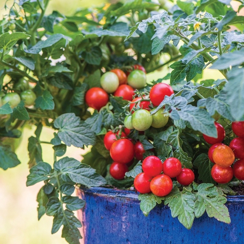 Container & Basket Tomato Collection Pack of SIX Plants