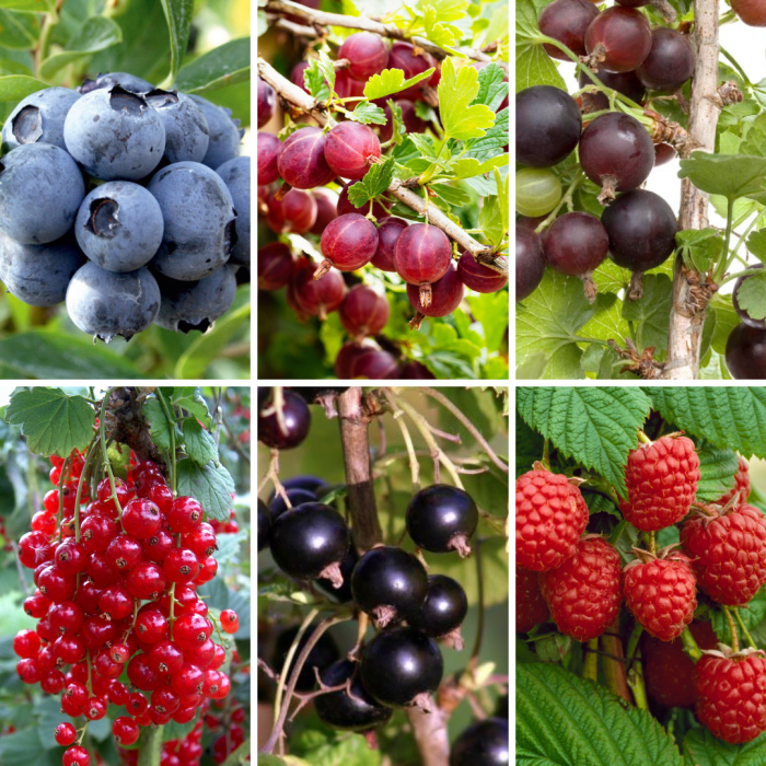 Summer Fruit Pudding Collection SIX Fantastic Fruit Plants