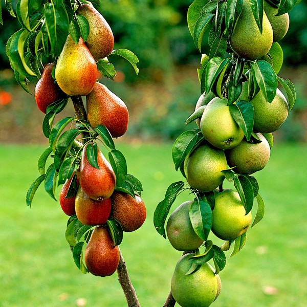 Family & Duo Fruit Trees