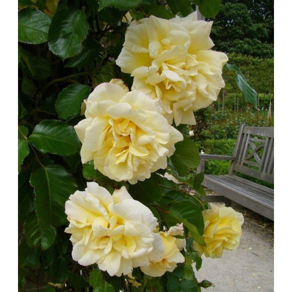 Page 5 Climbing Roses for Sale UK Gardening Express