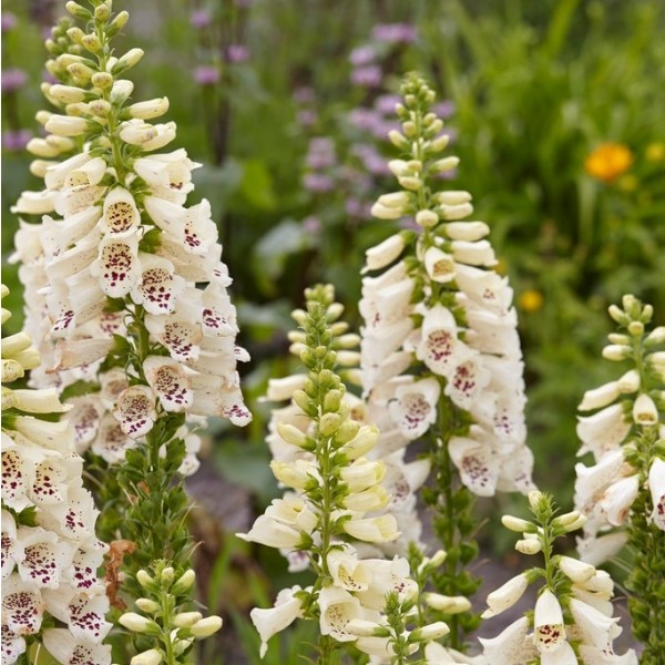 Page 2 | Digitalis Plants for Sale | Buy Foxgloves UK