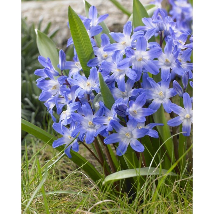 Chionodoxa Blue Giant - Glory of the Snow