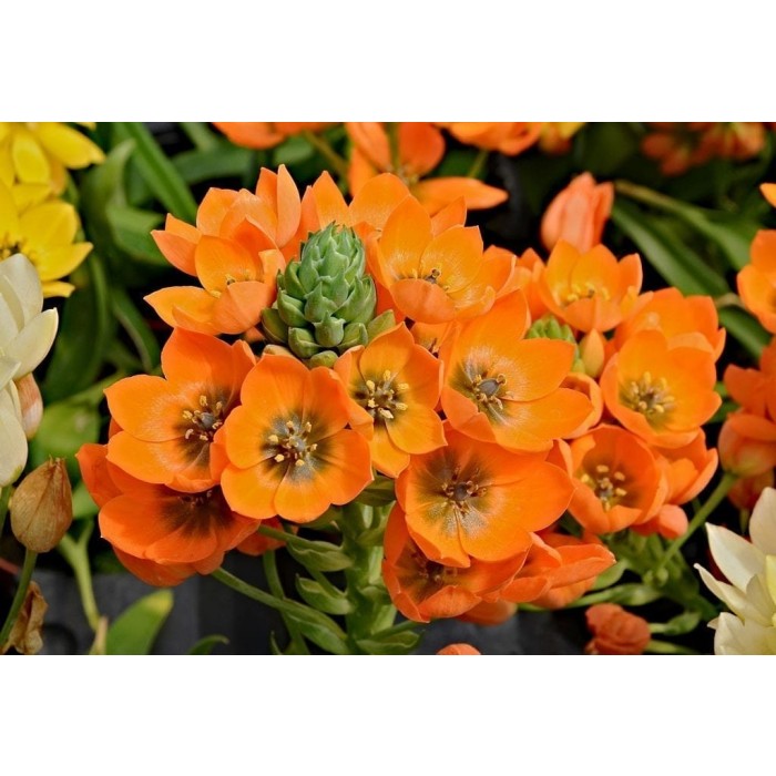 Ornithogalum dubium