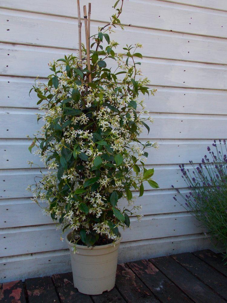 Fragrant Evergreen Star Jasmin Trachelospermum jasminoides 140cm