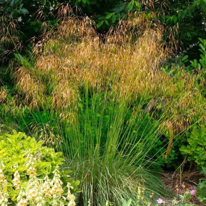 Stipa Gigantea Grass