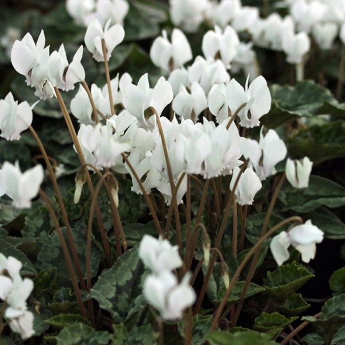 Cyclamen hederifolium album Autumn Flowering Hardy WHITE Cyclamen
