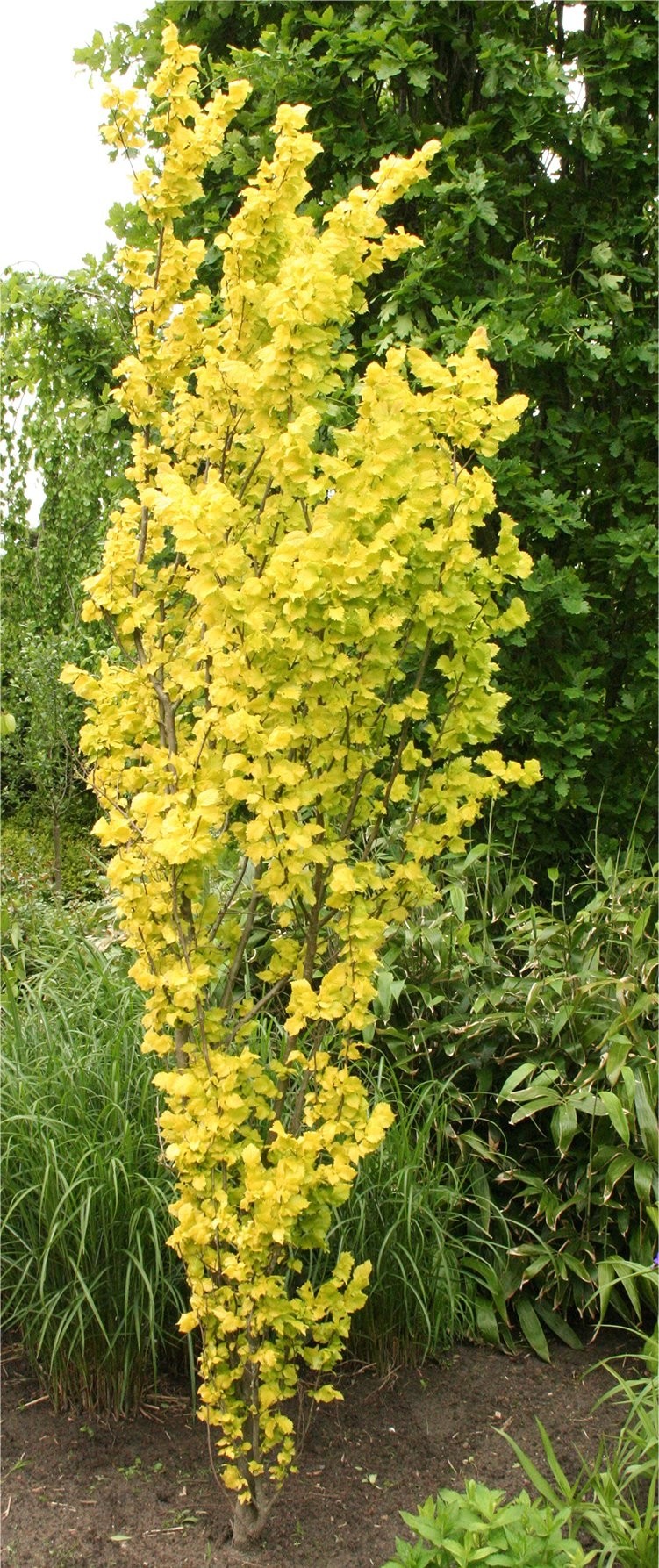 Ulmus × hollandica 'Wredei' Golden Pillar Elm Tree