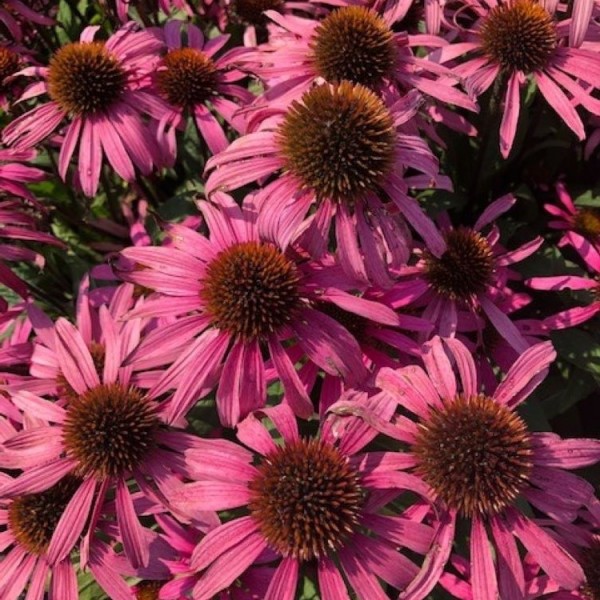 Echinacea plants for sale Buy Echinacea perennials online UK