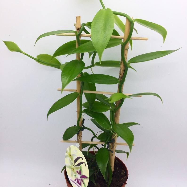 Vanilla Orchid Plant Vanilla planifolia Madagascar Vanilla Bean in